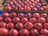 Polish apples (Gala, Cortland, Szampion, Jonagold, Golden Delicious, Alwa and others) - фото 1
