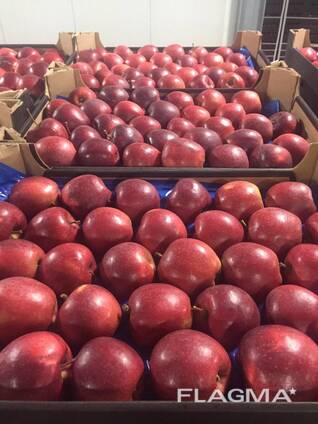 Polish apples (Gala, Cortland, Szampion, Jonagold, Golden Delicious, Alwa and others)