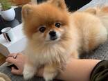Pomeranian cutie for adoption - фото 1