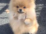 Pomeranian cutie for adoption - фото 2