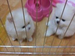Cachorros de pomerania