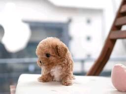 Poodle puppies