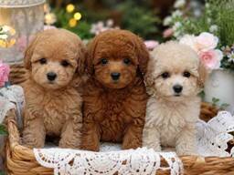 Cachorros de caniche