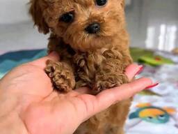 Poodle Puppies