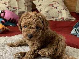 Beautiful poodle puppies