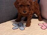 Beautiful poodle puppies - photo 1