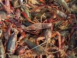 Premium Crawfish — Frozen Seafood Supply - photo 3