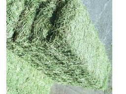 Premium-grade Alfalfa Hay Bales for Dairy Cattle, High Nutrition