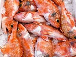 Premium Snapper Fish — Wholesale Seafood Supply