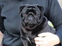 Pugs