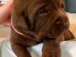 Purebred lab puppies for sale! - photo 1