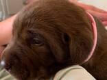 Purebred lab puppies for sale! - photo 2