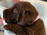 Purebred lab puppies for sale! - photo 3
