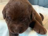 Purebred lab puppies for sale! - photo 8
