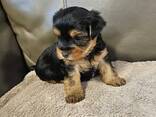 Purebred Yorkshire Terrier puppies - photo 2