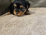 Purebred Yorkshire Terrier puppies - photo 1