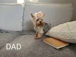 Purebred Yorkshire Terrier puppies - photo 3