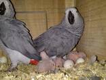 Quality breed macaw and grey parrots - фото 1