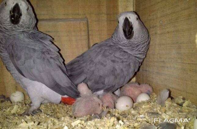 Quality breed macaw and grey parrots