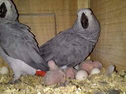 Quality breed macaw and grey parrots