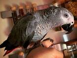 Quality breed macaw and grey parrots - photo 2