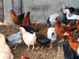 Quality chicken and eggs for sale - фото 1
