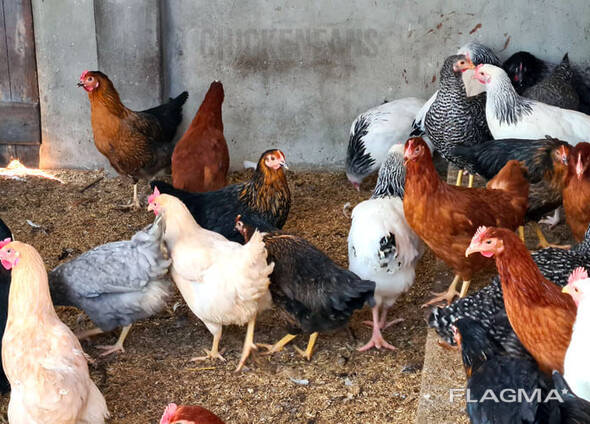 Quality chicken and eggs for sale