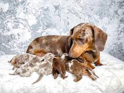 Quality Dachshund puppies whatsapp: 372 5845 0786