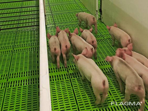 Quality Mini Pigs Available