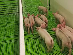 Quality mini pigs available