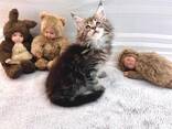 Quality Purebred Maine Coon Male - photo 1