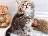 Quality Purebred Maine Coon Male - photo 2
