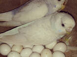Rehome my macaw and grey parrots - photo 1