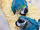 Rehome my macaw and grey parrots - photo 2