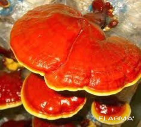 Reishi mushroom, Lingzhi, Ganoderma lucidum
