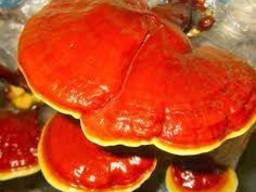 Reishi mushroom , Lingzhi , Ganoderma lucidum