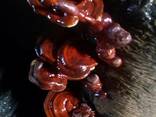 Reishi mushroom, Lingzhi, Ganoderma lucidum - photo 3