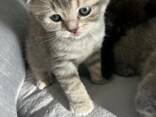 Scottish straight and Scottish fold - фото 1