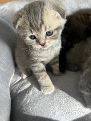 Scottish straight and Scottish fold