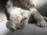 Scottish straight and Scottish fold - фото 5