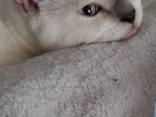 SCOTTISH straight kiten - photo 1