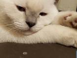 SCOTTISH straight kiten - photo 3