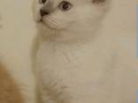 SCOTTISH straight kiten - фото 5