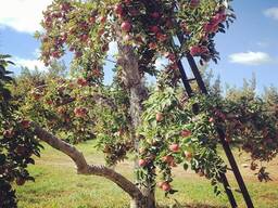 Сезонная работа в садах. Выплаты каждую неделю. Оплата от 2200€/мес.