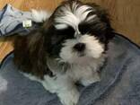 Shih Tzu for sale - photo 1