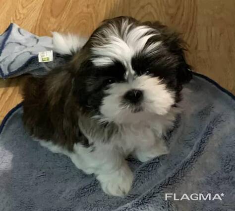 Shih Tzu for sale