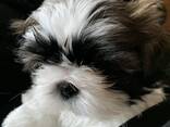 Shih Tzu for sale - photo 2