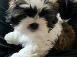 Shih Tzu for sale - photo 3
