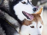 Siberian husky puppy - photo 1