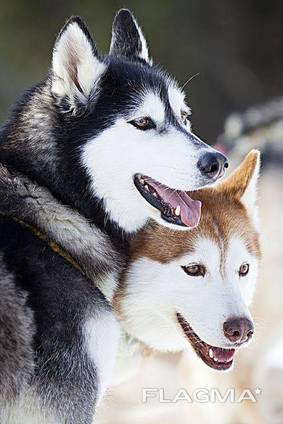 Siberian husky puppy